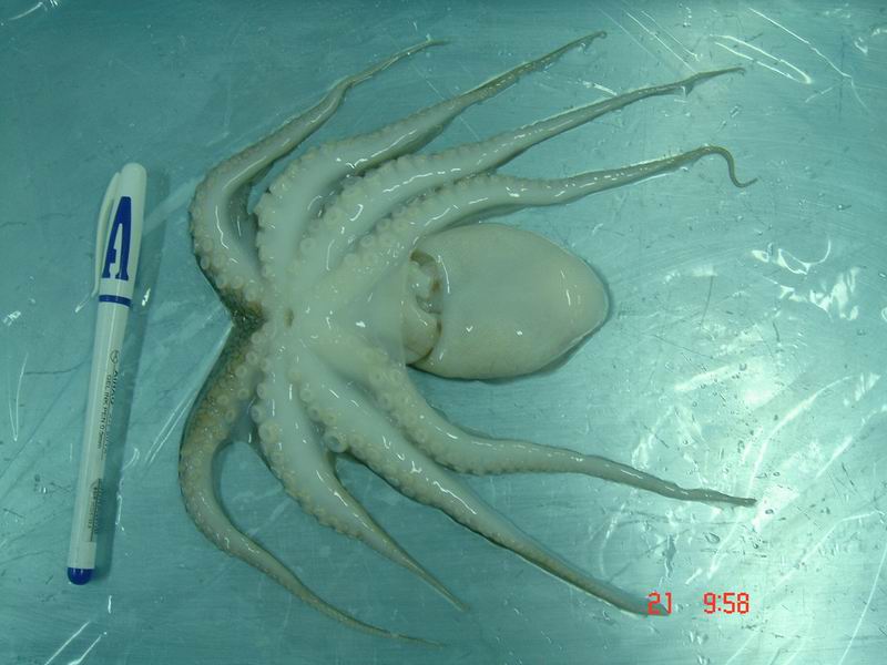 Octopus 3
